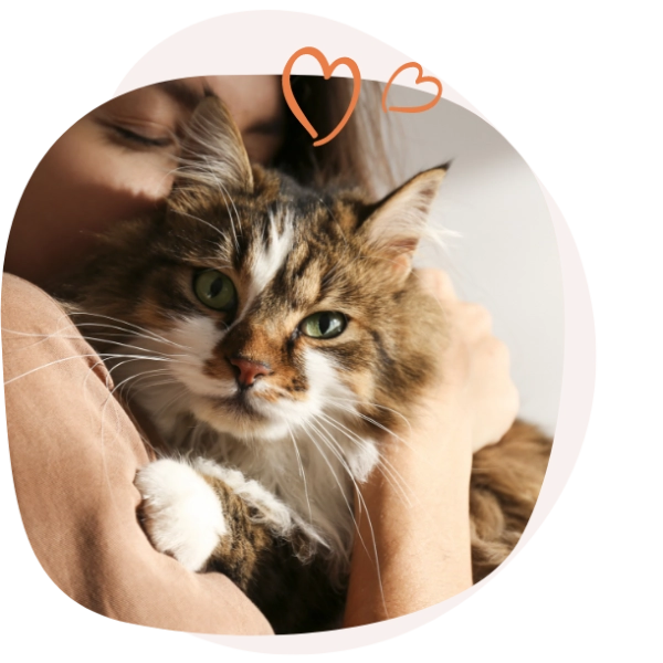 COMPLETE DRY FOOD for cats