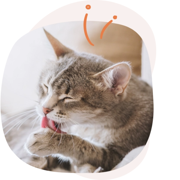 COMPLETE WET FOOD for cats