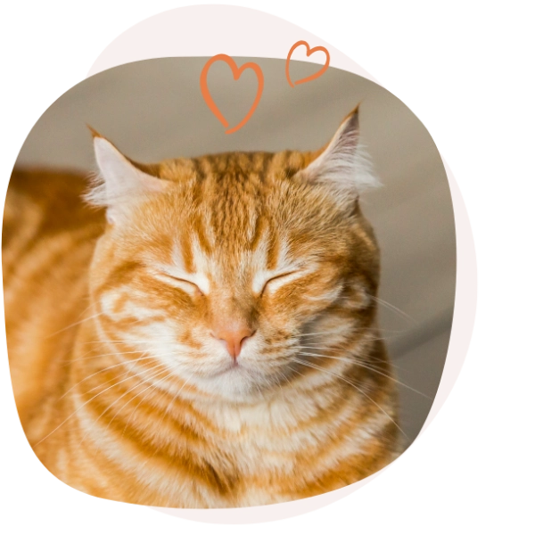Complementary wetfood for cats