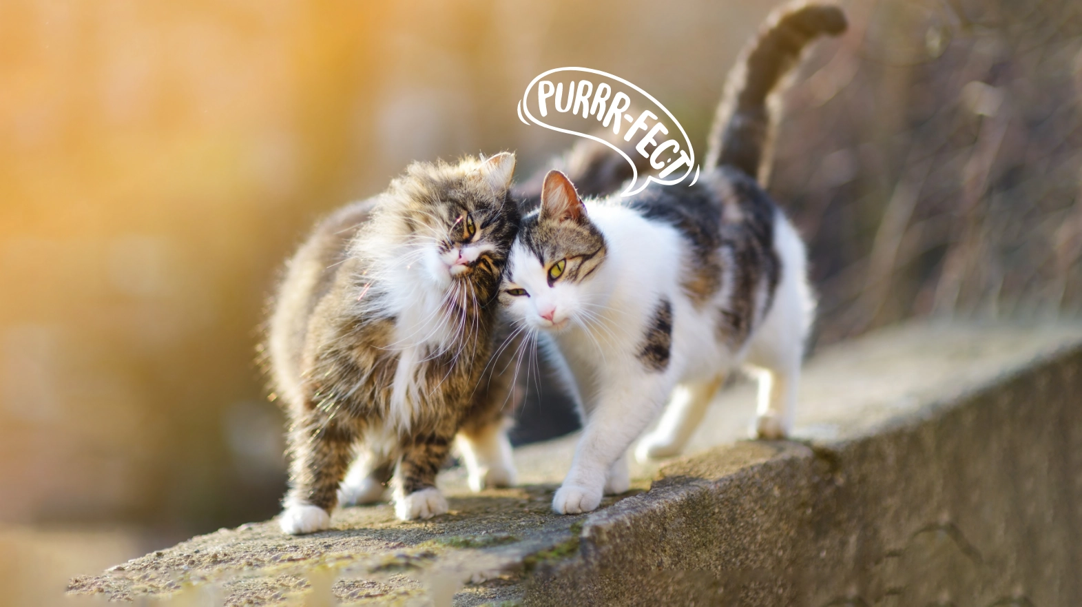 SNACK-TACULAR TREATS FOR CATS