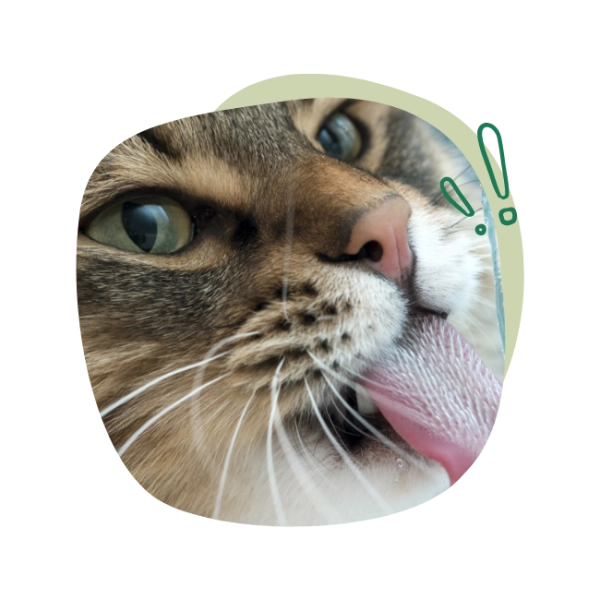 Voskes offers more than 200 different cat & dog snacks and food