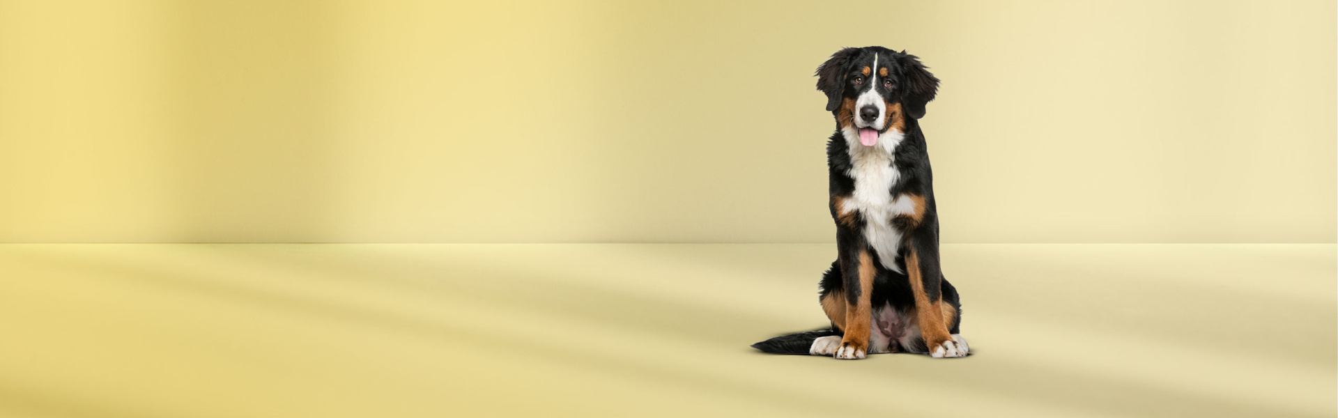 Dog Snacks from Voskes