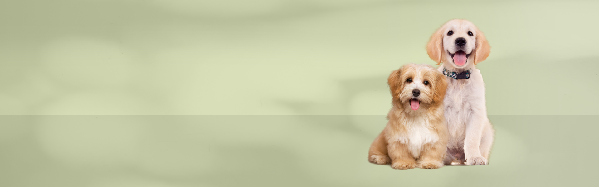 ALSO TAKE A LOOK AT OUR RANGE OF DOG SNACKS 